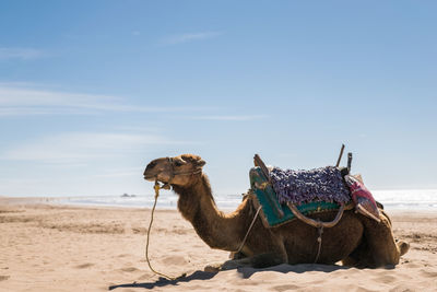 Camel on sand at beach against sky