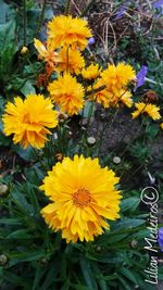 Close-up of yellow flowers blooming outdoors