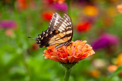 Butterfly in zinnia patch