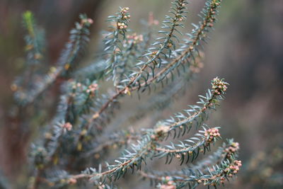 Close-up of plant growing on tree