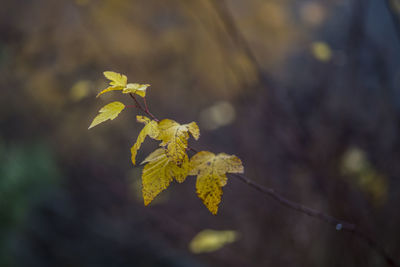 Close-up of yellow flowering plant