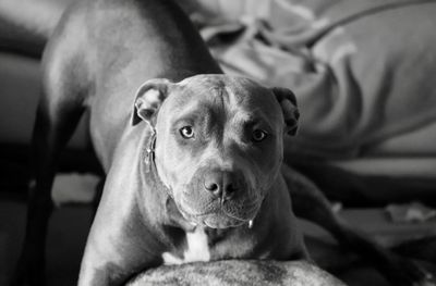 Close-up portrait of dog relaxing at home