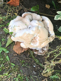 High angle view of mushrooms growing on field