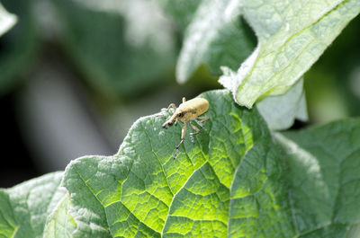 Close-up of insect on leaf