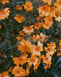 Close-up of orange leaves