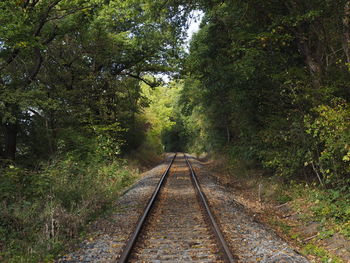 Railroad tracks amidst trees in forest