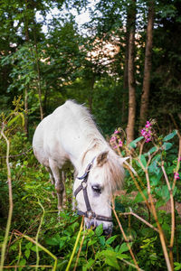 Horse in a field