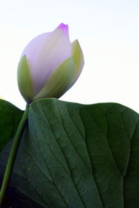 Close-up of flower