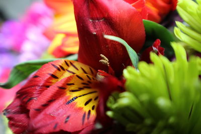 Close-up of red flower