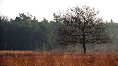 Trees on field against sky