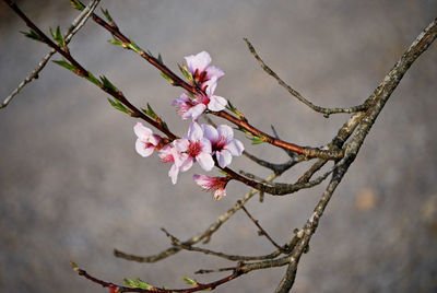 Close-up of pink flowers on branch