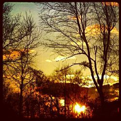 Bare trees against sky at sunset