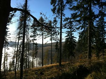 Scenic view of forest against sky