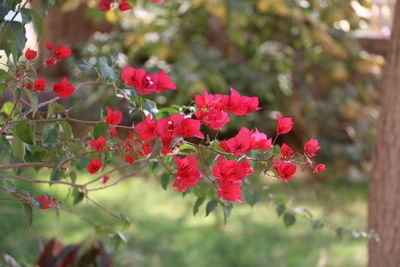 Close-up of red flowers blooming outdoors