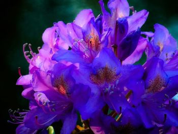 Close-up of purple flowers