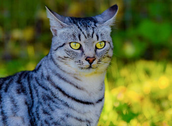 Close-up portrait of tabby cat