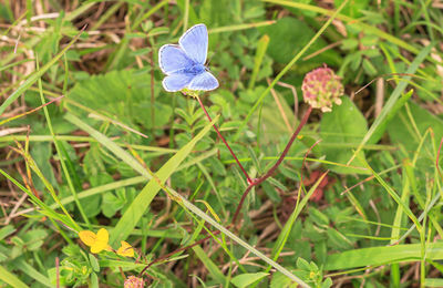 Close-up of purple flower on field