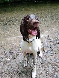 Dog sitting outdoors