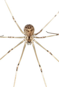 Close-up of spider against white background