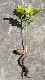 High angle view of plant on concrete wall