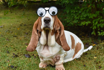 Close-up of dog wearing funny glasses 