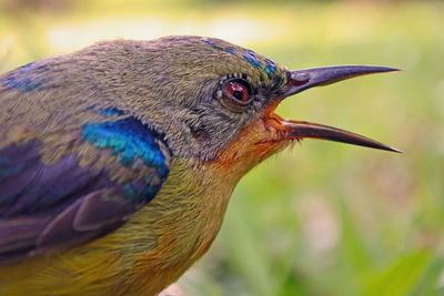 Close-up of bird