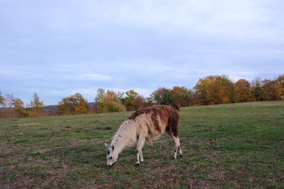 Horses grazing in a field