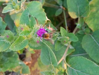 Close-up of insect on purple flower