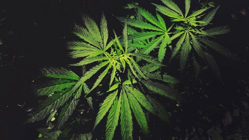 Plants growing in the dark