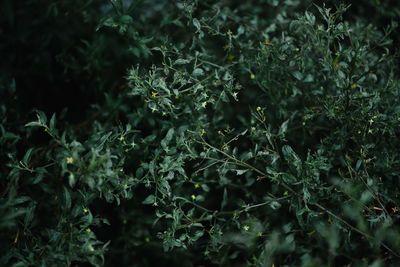 Close-up of lichen growing on field