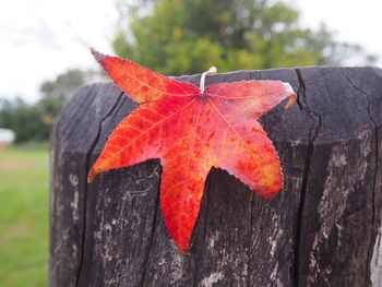 Close-up of maple leaf on tree trunk