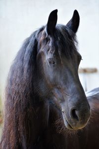 Close-up of horse