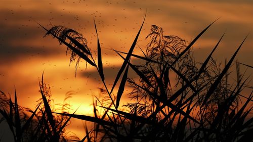 Close-up of silhouette plants against sunset sky