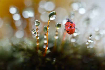 Close-up of ladybug on plant