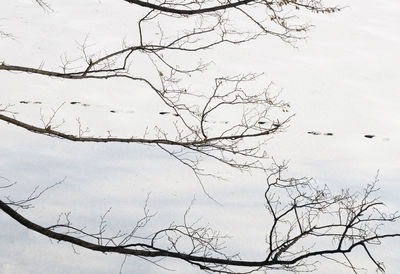 Low angle view of bare tree against sky