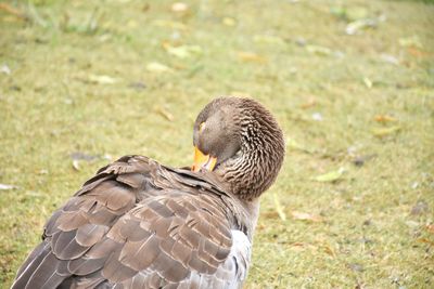 Close-up of a duck on field