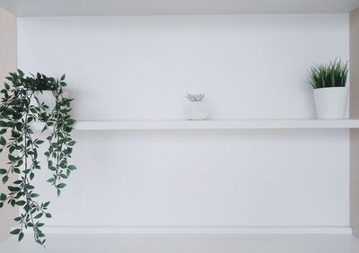 White potted plant on table at home