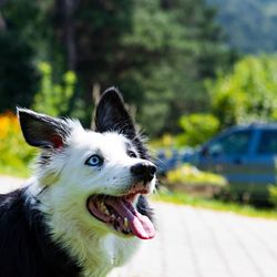 Close-up of dog with mouth open standing on road