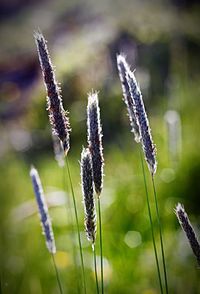 Close-up of plant against blurred background