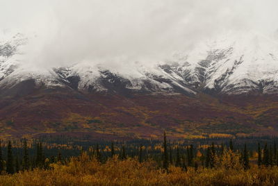 Landscape with snowcapped mountain in background