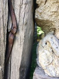 Close-up of tree trunk