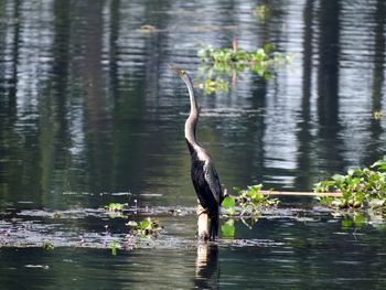 View of bird in lake