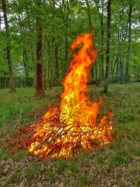 Bonfire on trees in forest