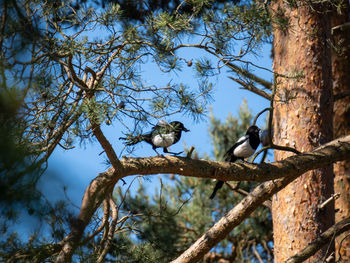 Low angle view of bird perching on tree