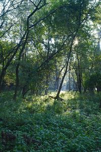 Trees in forest