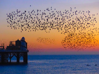 Flock of birds flying over sea