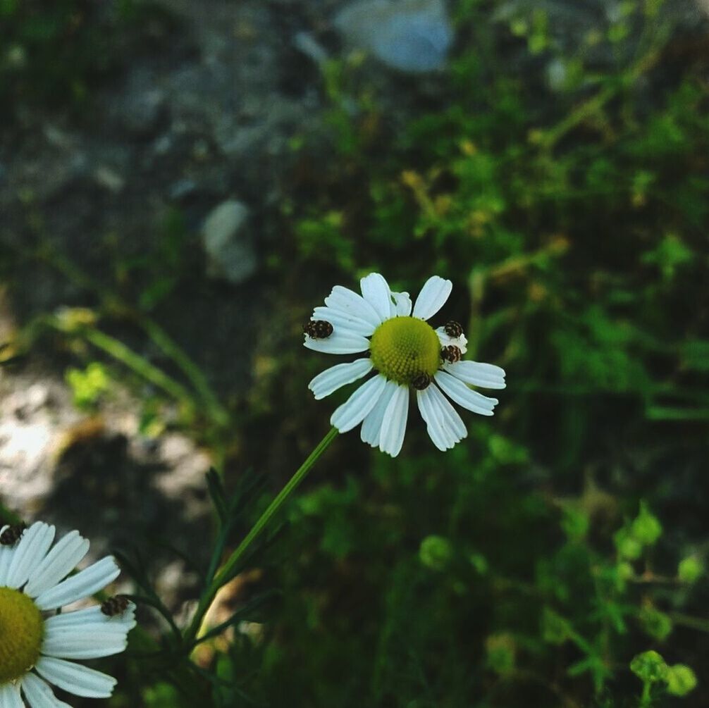 flower, petal, fragility, freshness, flower head, white color, growth, daisy, beauty in nature, blooming, pollen, focus on foreground, nature, close-up, single flower, plant, in bloom, high angle view, field, day