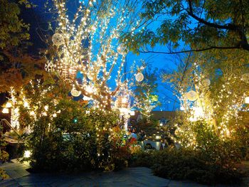 Street light along trees