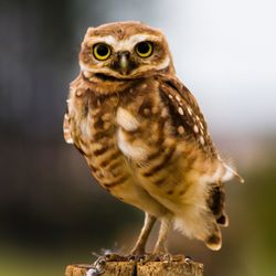 Close-up portrait of owl