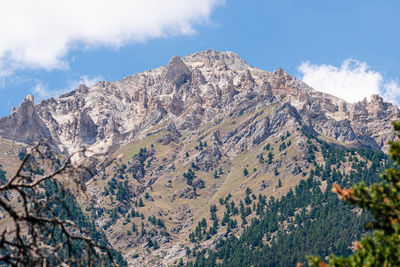 View of the italian french alps between italy and france with fir trees forest and blue sky